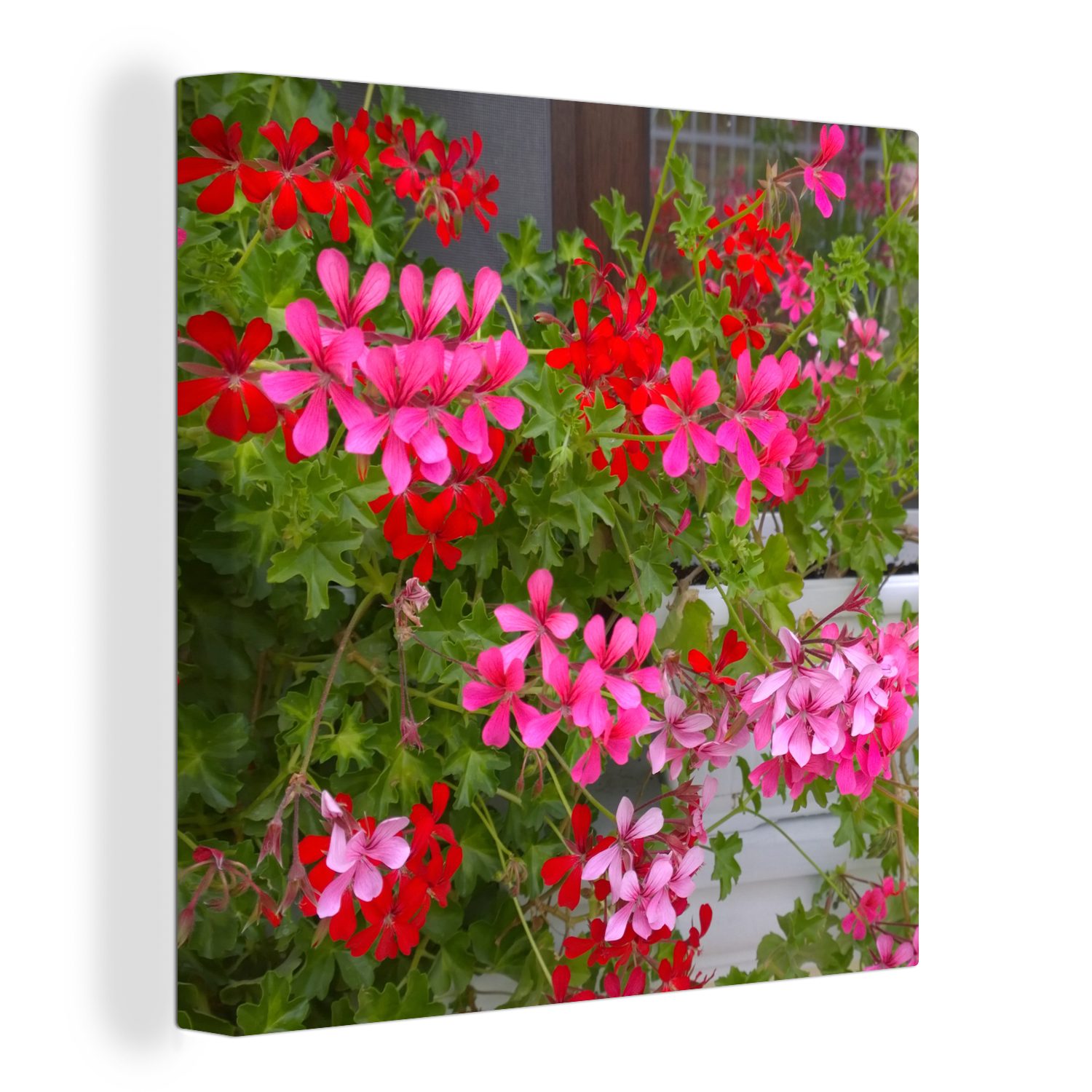 OneMillionCanvasses® Leinwandbild Geranienblüten im Garten, (1 St), Leinwand Bilder für Wohnzimmer Schlafzimmer