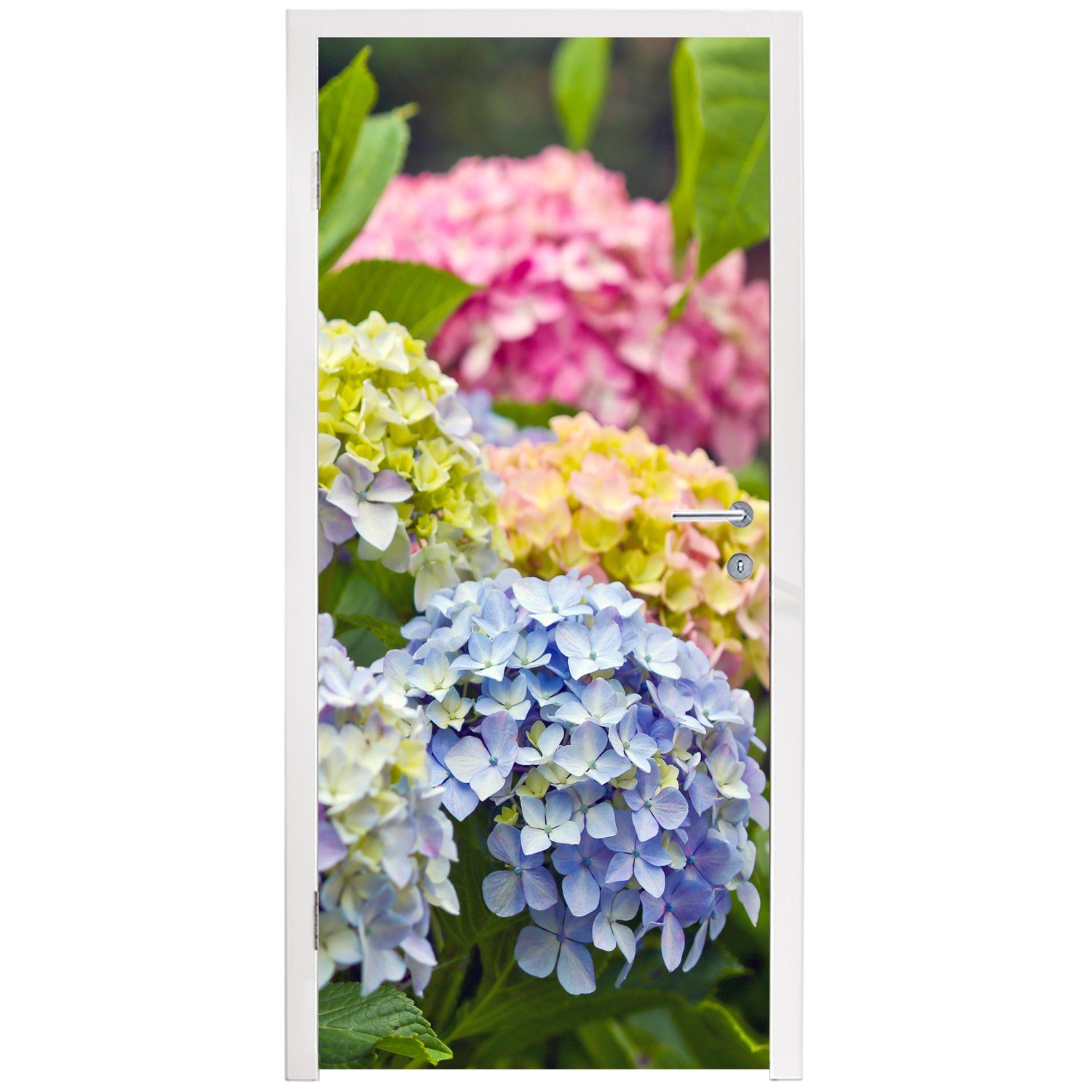 Matt, Türaufkleber, Fototapete St), Hortensienblüten, Tür, 75x205 (1 Verschiedene bedruckt, cm Türtapete für MuchoWow