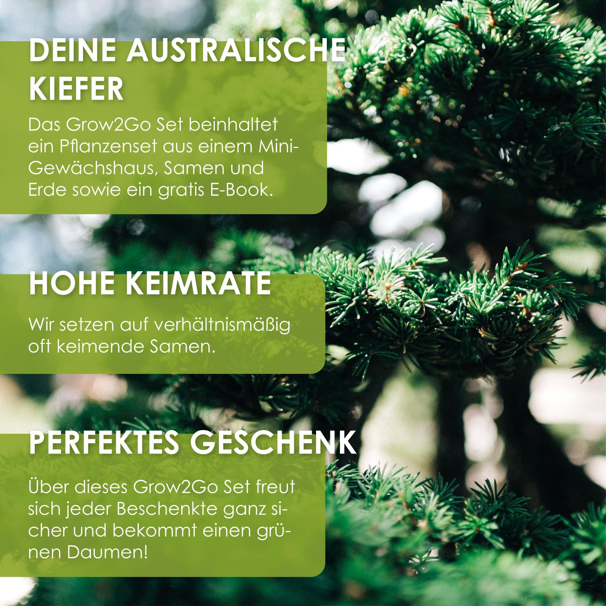 HappySeed Blumensamen GROW2GO Bonsai Starter Kit inkl. GRATIS eBook - Australische Kiefer, Bonsai
