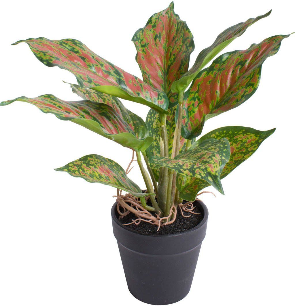 Künstliche Zimmerpflanze Caladium, Botanic-Haus, Höhe 25 günstig online kaufen