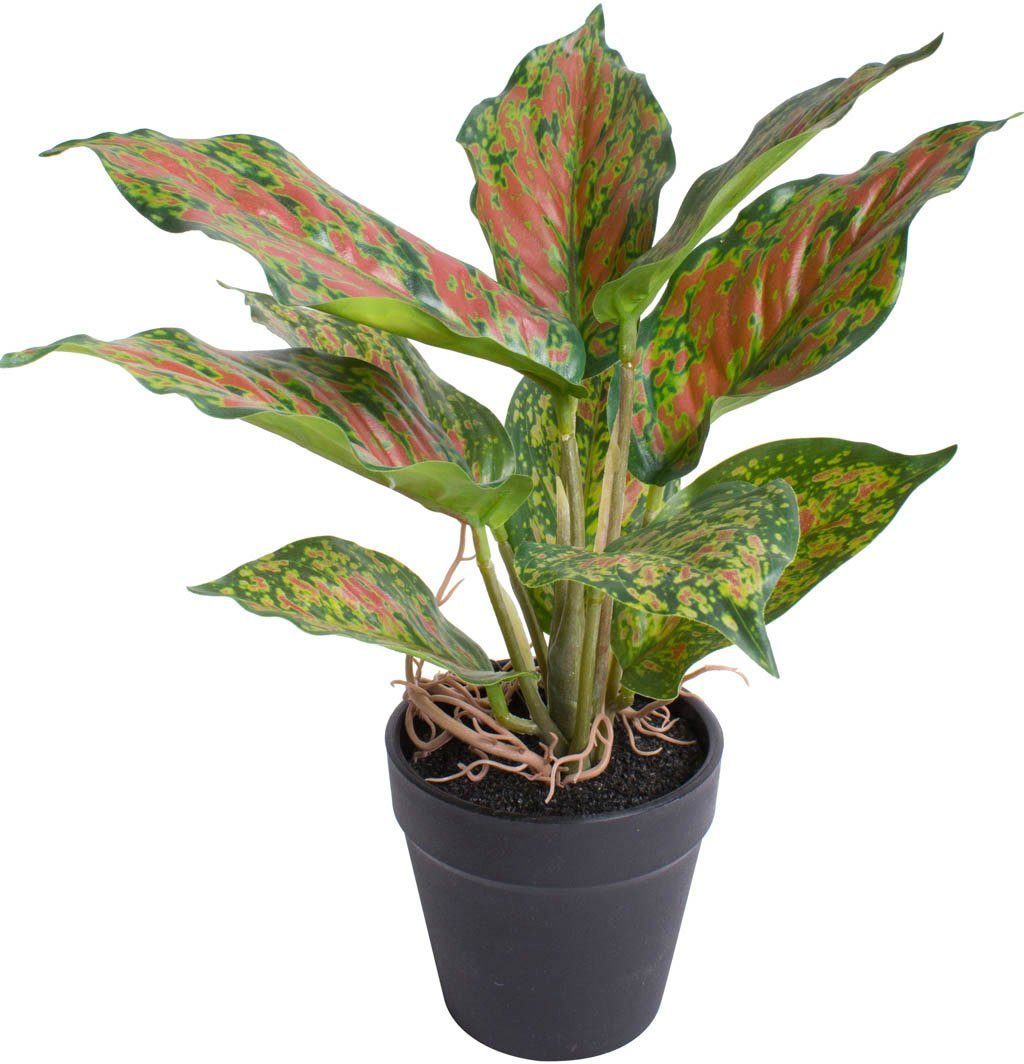 Künstliche Zimmerpflanze Caladium, Botanic-Haus, Höhe 25 cm