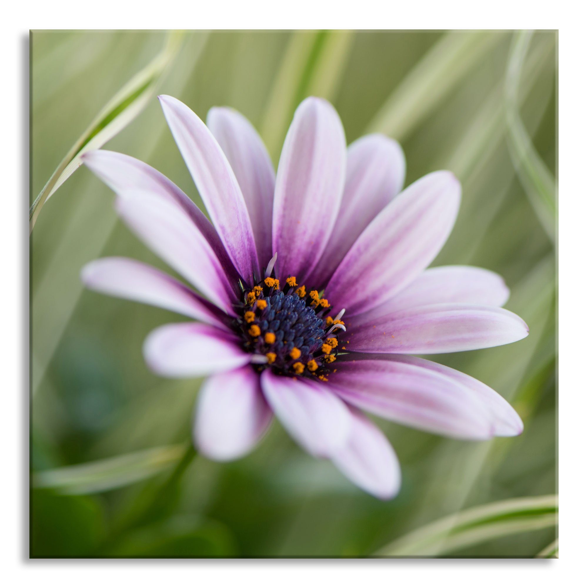 der Abstandshalter Aufhängungen inkl. in der Natur, in Natur aus Pixxprint Blume Glasbild Glasbild Blume (1 und Echtglas, St),