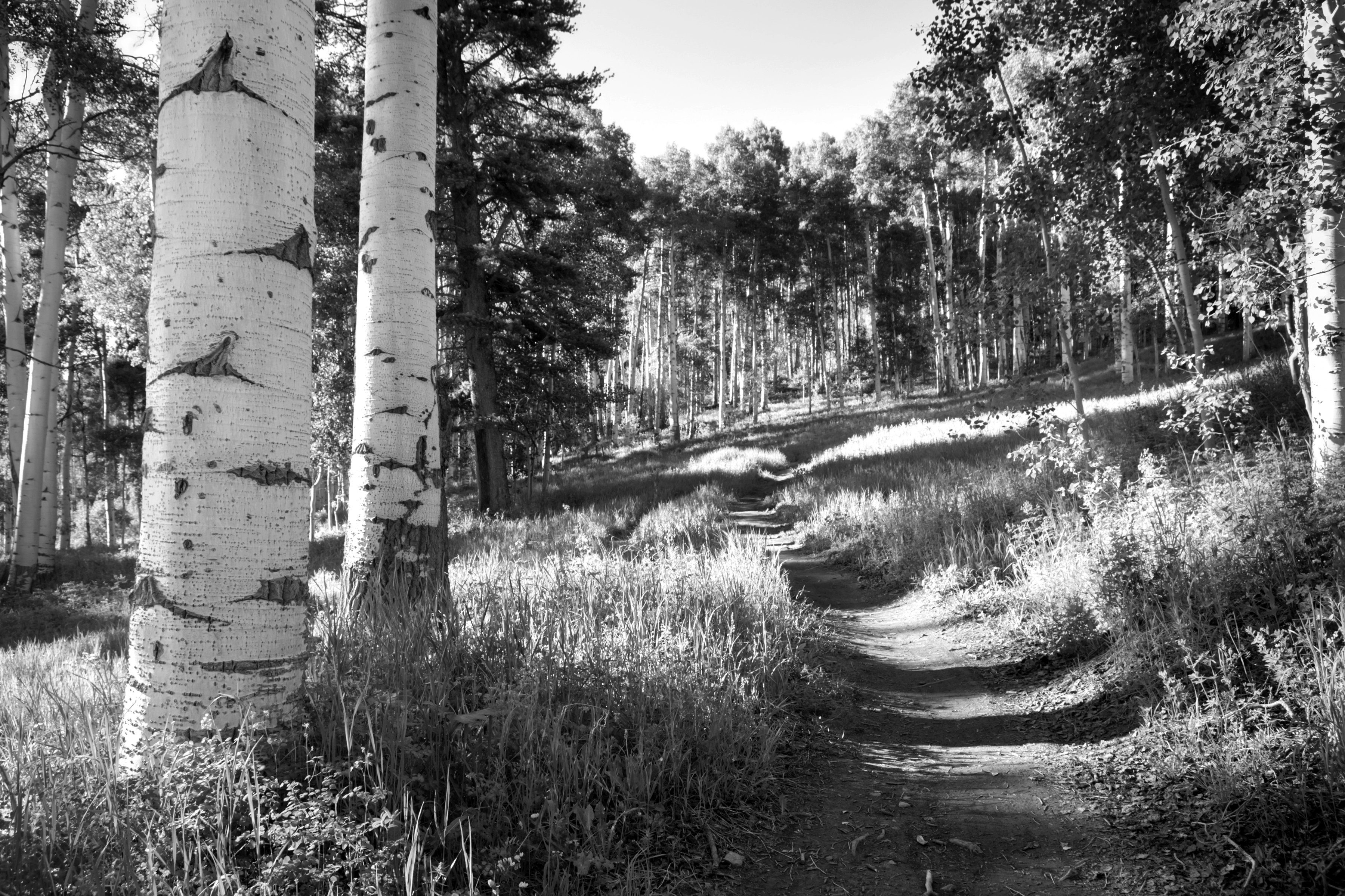 Fototapete Birkenwald Schwarz & Weiß