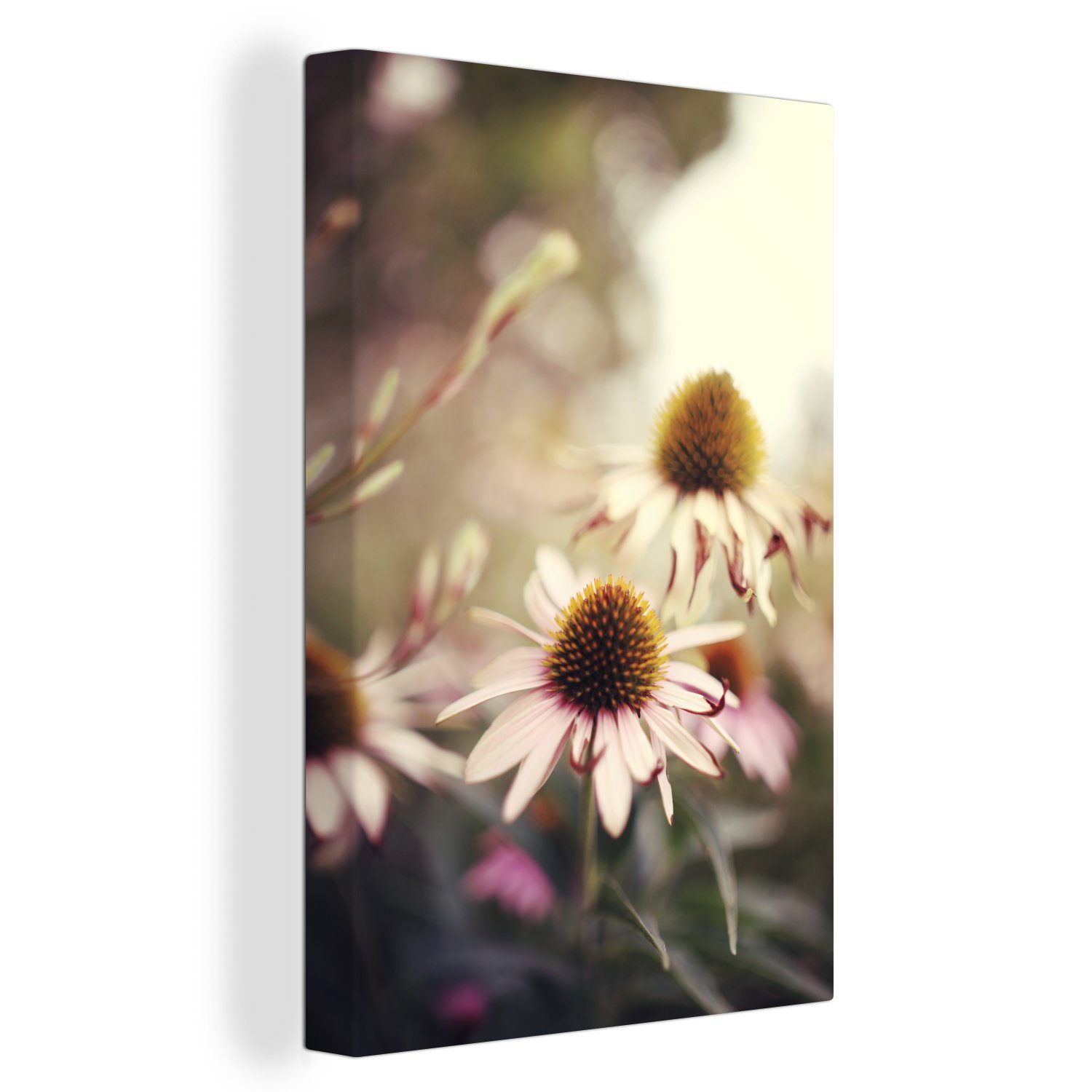 OneMillionCanvasses® Leinwandbild Weiß mit roten Echinacea-Blüten, (1 St), Leinwandbild fertig bespannt inkl. Zackenaufhänger, Gemälde, 20x30 cm
