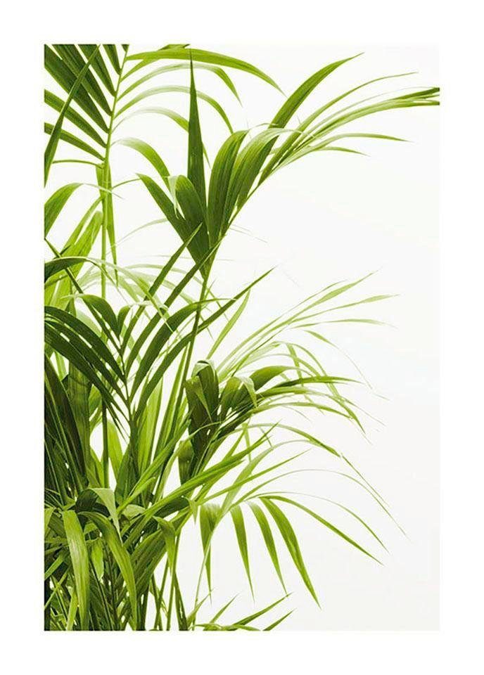 Komar Bild Reed Leaves, Blätter, Pflanzen (1 St), Wandbild zur Dekoration - ohne Rahmen