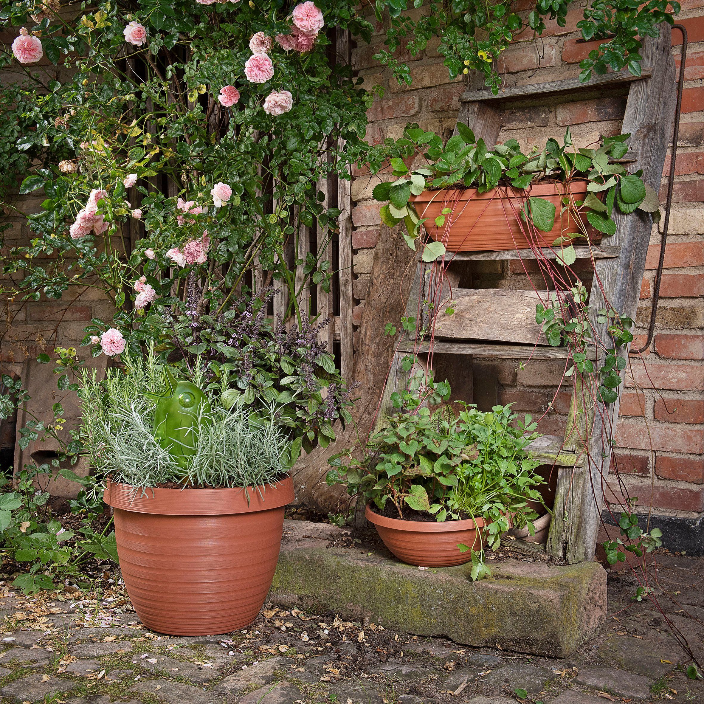 Scheurich Blumentopf 48/270 COUNTRY STAR 48 günstig online kaufen