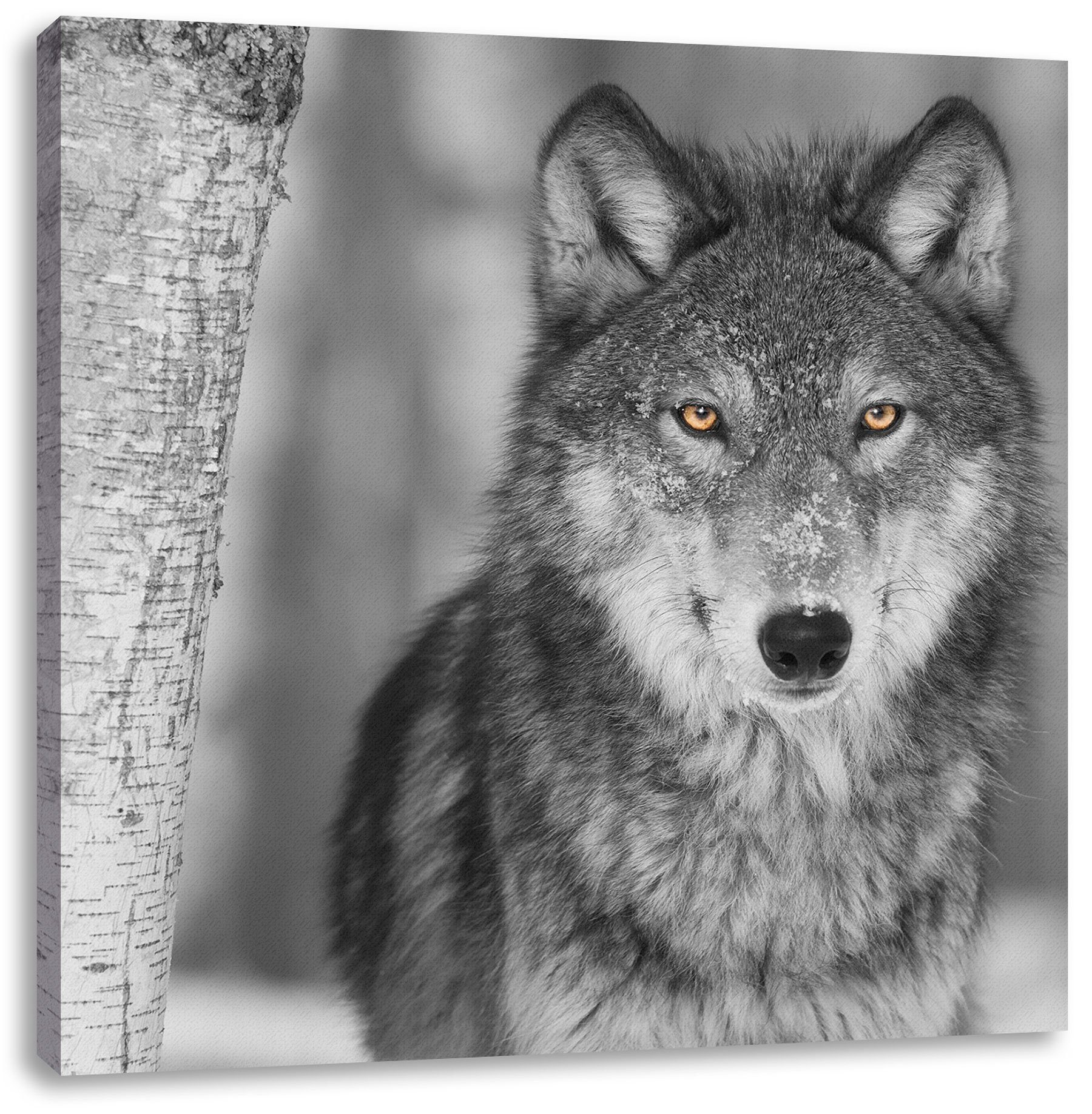 Zackenaufhänger wachsamer (1 fertig St), bespannt, Wolf wachsamer inkl. wunderschöner Leinwandbild wunderschöner Leinwandbild Pixxprint Wolf,