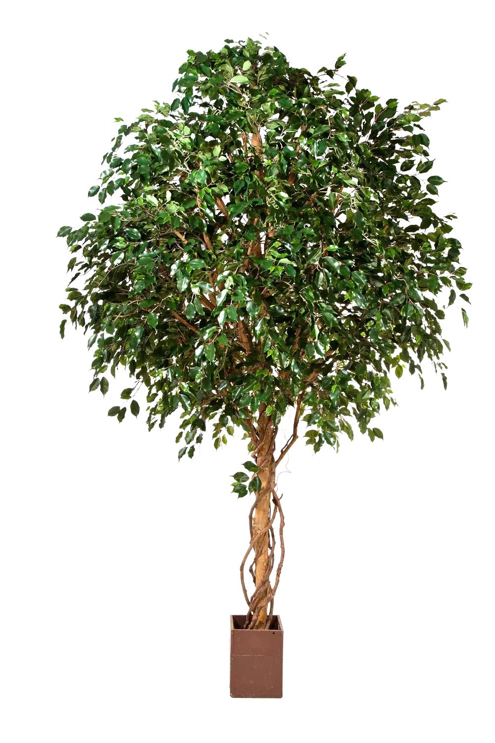 Kunstbaum Künstlicher Ficus Baum - Nero, 360 cm, aplanta