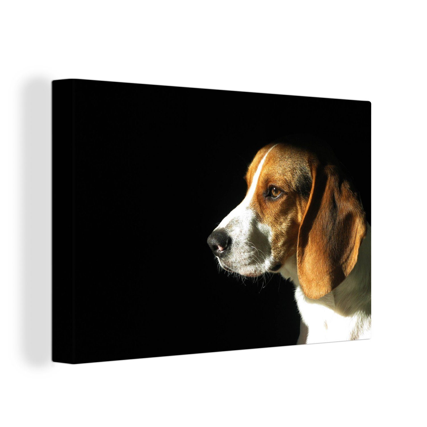 OneMillionCanvasses® Leinwandbild Ein Beagle genießt die Sonne, (1 St), Wandbild Leinwandbilder, Aufhängefertig, Wanddeko, 30x20 cm