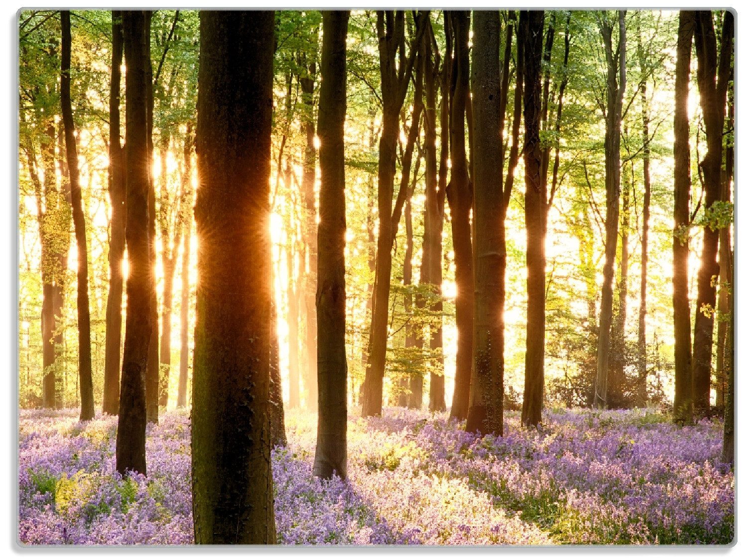 Wallario Schneidebrett Blaue Hasenglöckchen im Wald mit Sonnenstrahlen, ESG-Sicherheitsglas, (inkl. rutschfester Gummifüße 4mm, 1-St), 30x40cm