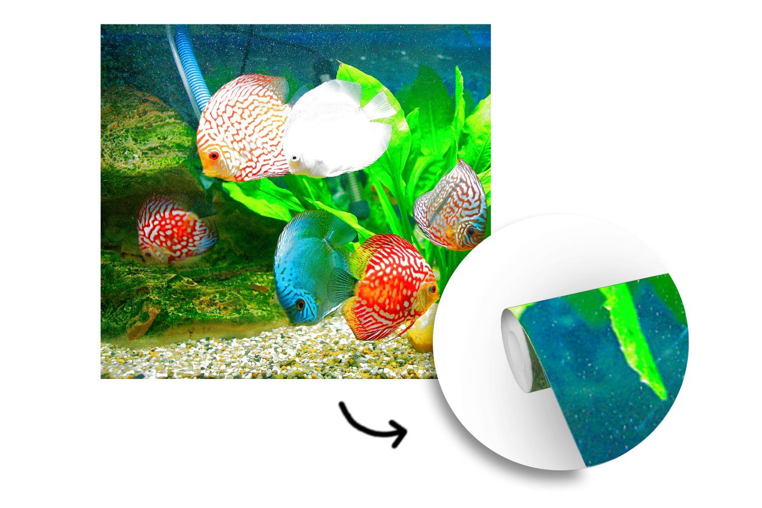 Wandtapete Tapete MuchoWow oder in Vinyl Wohnzimmer einem Fische St), (5 für Aquarium, Fototapete bedruckt, Matt, Schlafzimmer,