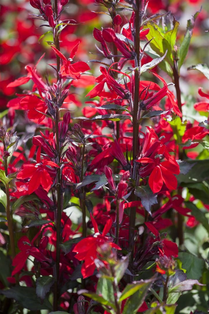 Pflanzen für Dich Staude Lobelia spec. Fan-Scharlach, 1 St., Lobelie