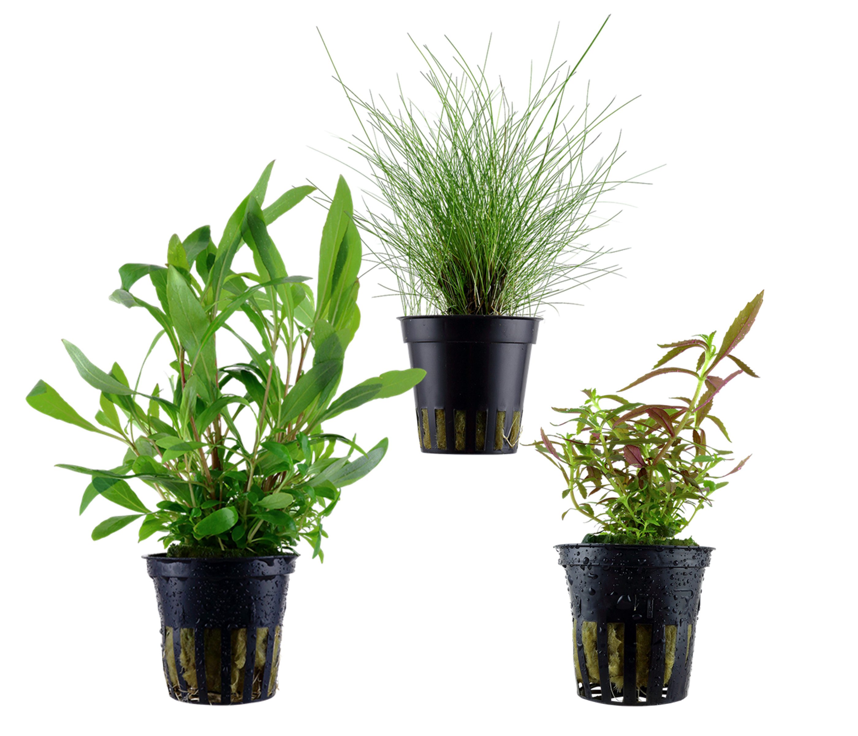Dehner Wasserpflanze Aquarienpflanzen Set, 3-teilig, Hintergrund 232, je ca. 5-15 cm, robuste Wasserpflanzen für Süßwasser Aquarien