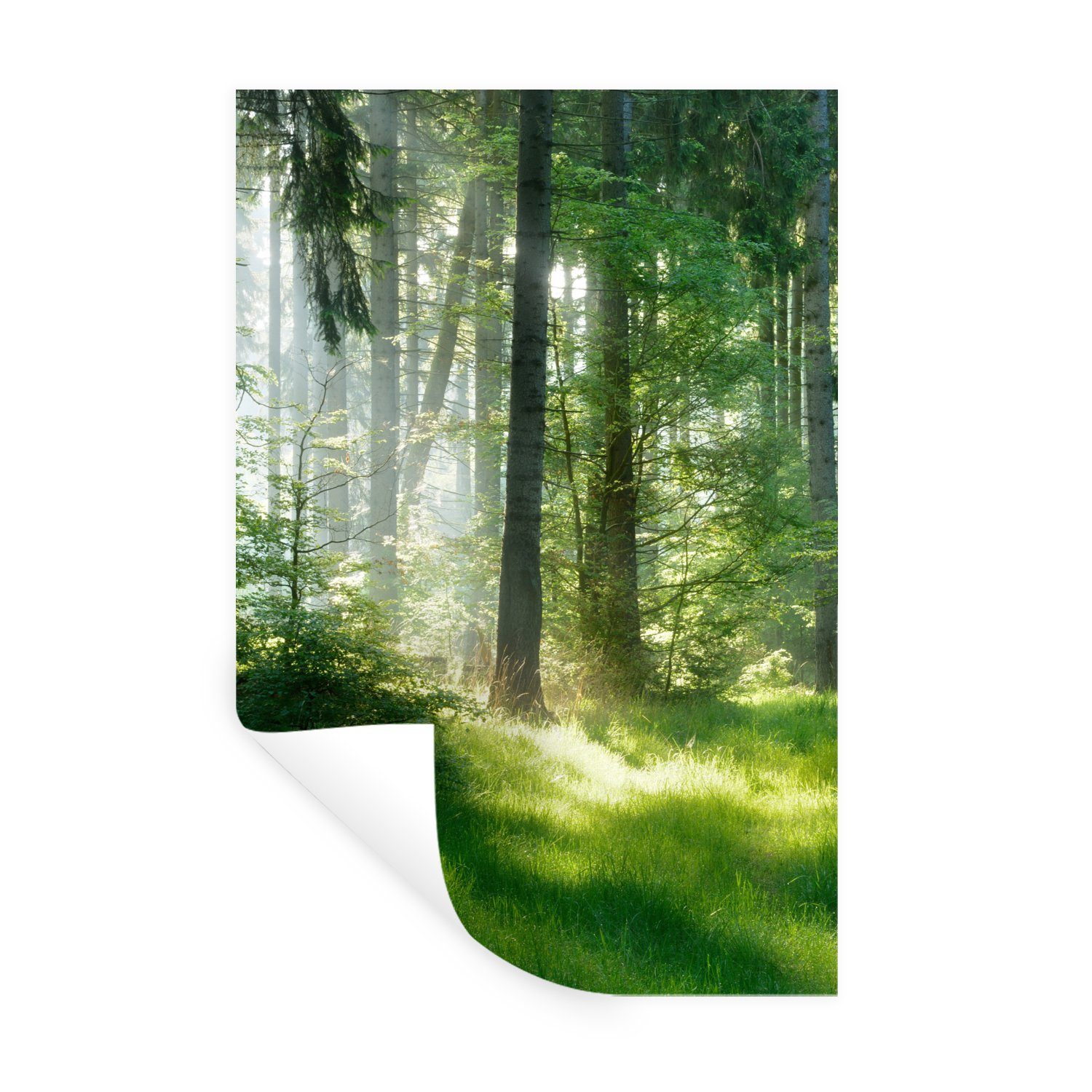 MuchoWow Wandsticker Natur - Bäume - Wald - Grün - Sonne - Gras - Pflanzen (1 St), Wandaufkleber, Selbstklebend, Wohnzimmer, 20x30 cm