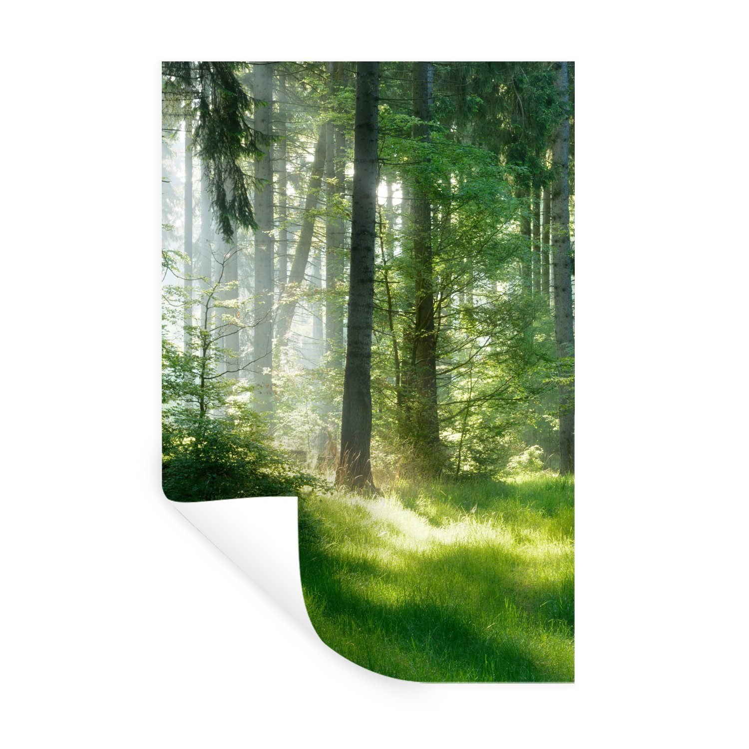 MuchoWow Wandsticker Natur - Bäume - Wald - Grün - Sonne - Gras - Pflanzen (1 St), Wandaufkleber, Wandtattoo, Selbstklebend, Wohnzimmer, Schlafzimmer