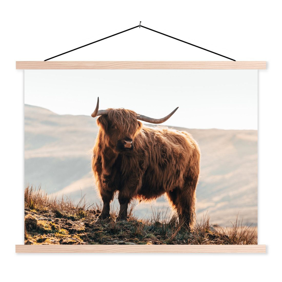 Poster Schottische Highlander - Tiere - Ländlich - Landschaft - Kuh - Natur