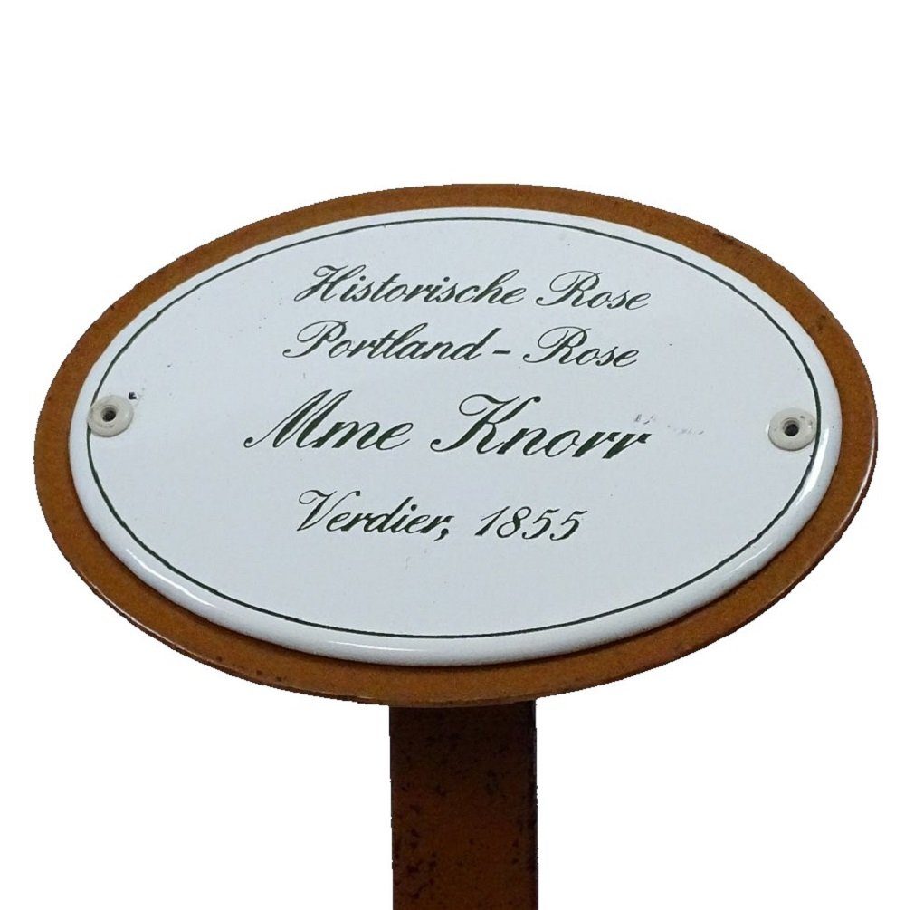 Linoows Gartenstecker Rosenschild Rosenstecker, Historische 1855 Rose, Mme Knorr