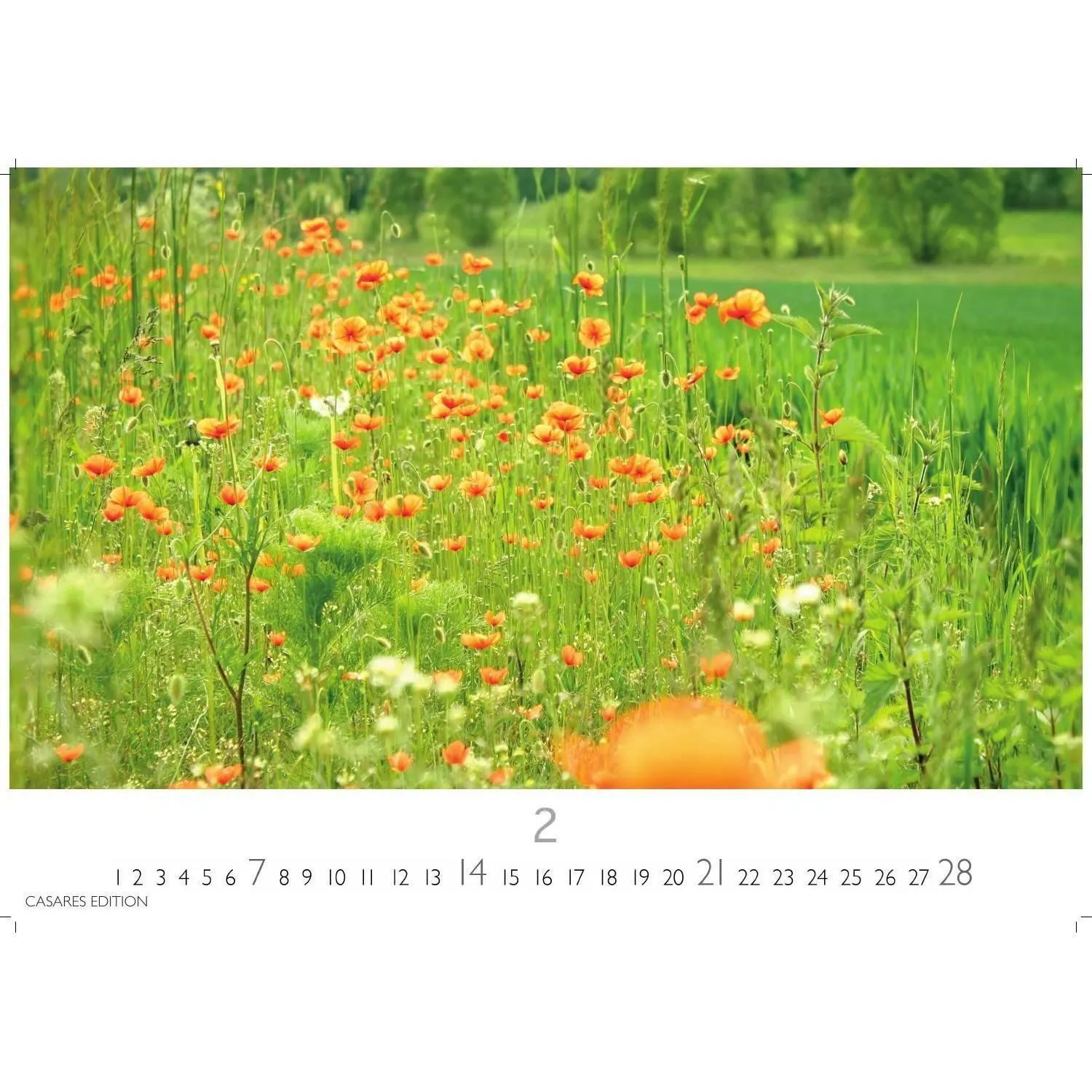 Wandkalender Blumenwiese Kalender 2027 - Wandkalender, Fotokalender...