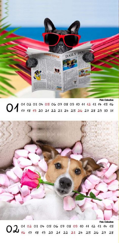 Thumbnail - Seelenzauber Tischkalender Tierzauber Funny Dogs Kalender für 2025 Format 10cm x 10cm Hunde