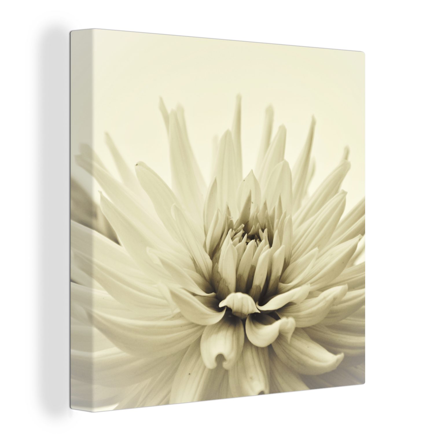 OneMillionCanvasses® Leinwandbild Weiße Dahlienblüte Sepia-Fotodruck, (1 St), Leinwand Bilder für Wohnzimmer Schlafzimmer bunt