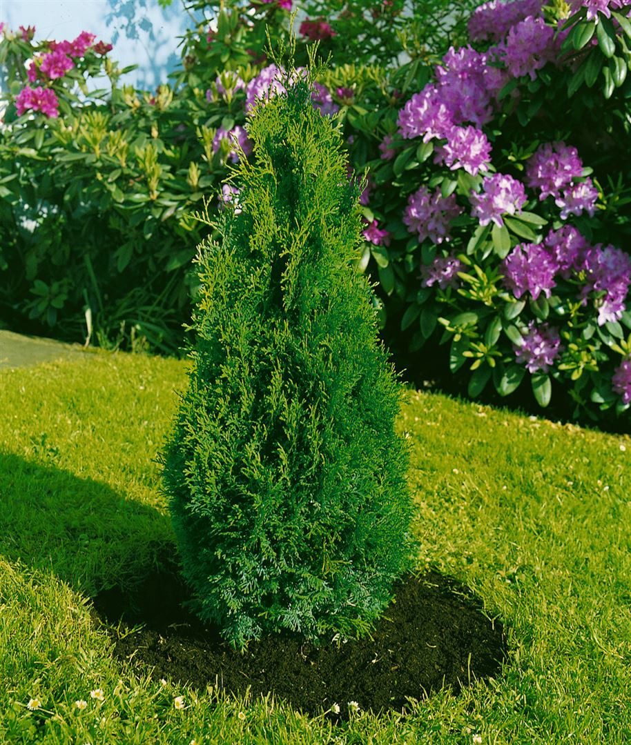 Pflanzen für Dich Konifere Thuja occ. Holmstrup, 1 St., Lebensbaum, Abendländischer Lebensbaum, kompakt, immergrün