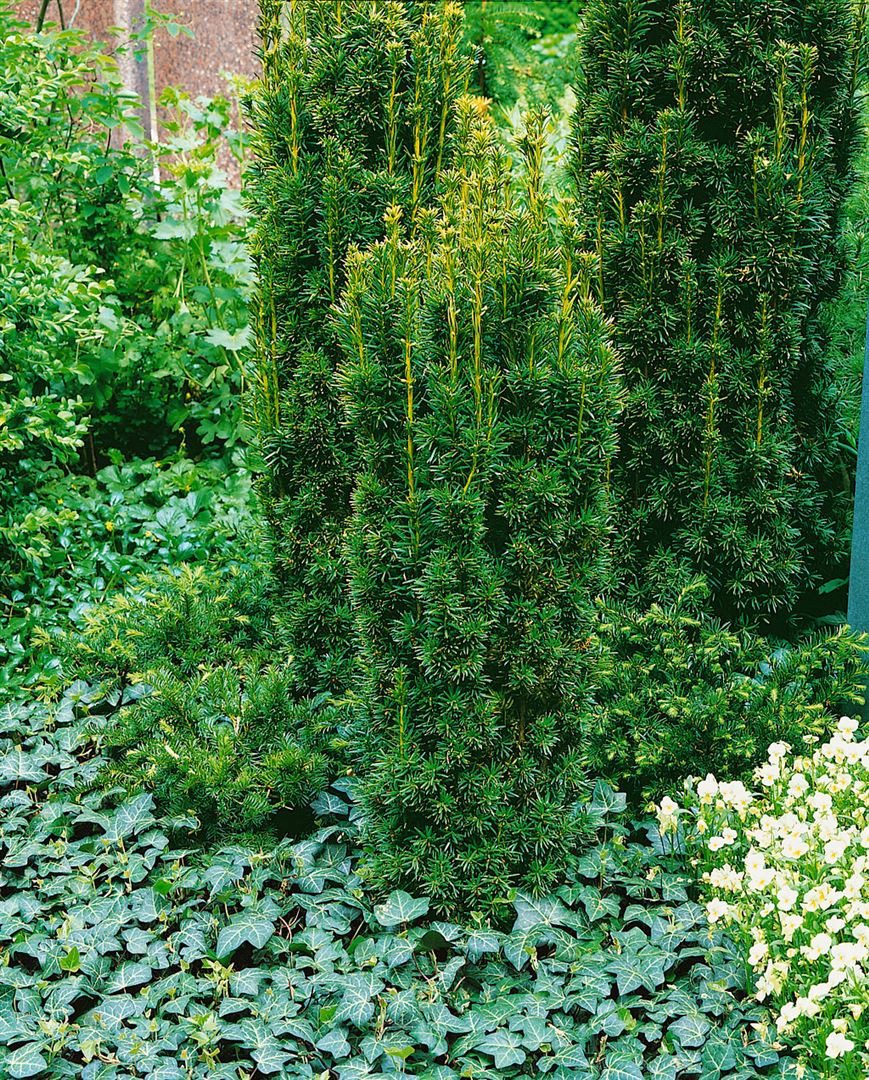 Pflanzen für Dich Konifere Taxus baccata Fastigiata, 1 St., Säuleneibe, Irische Eibe, Gemeine Eibe, säulenförmig, immergrün