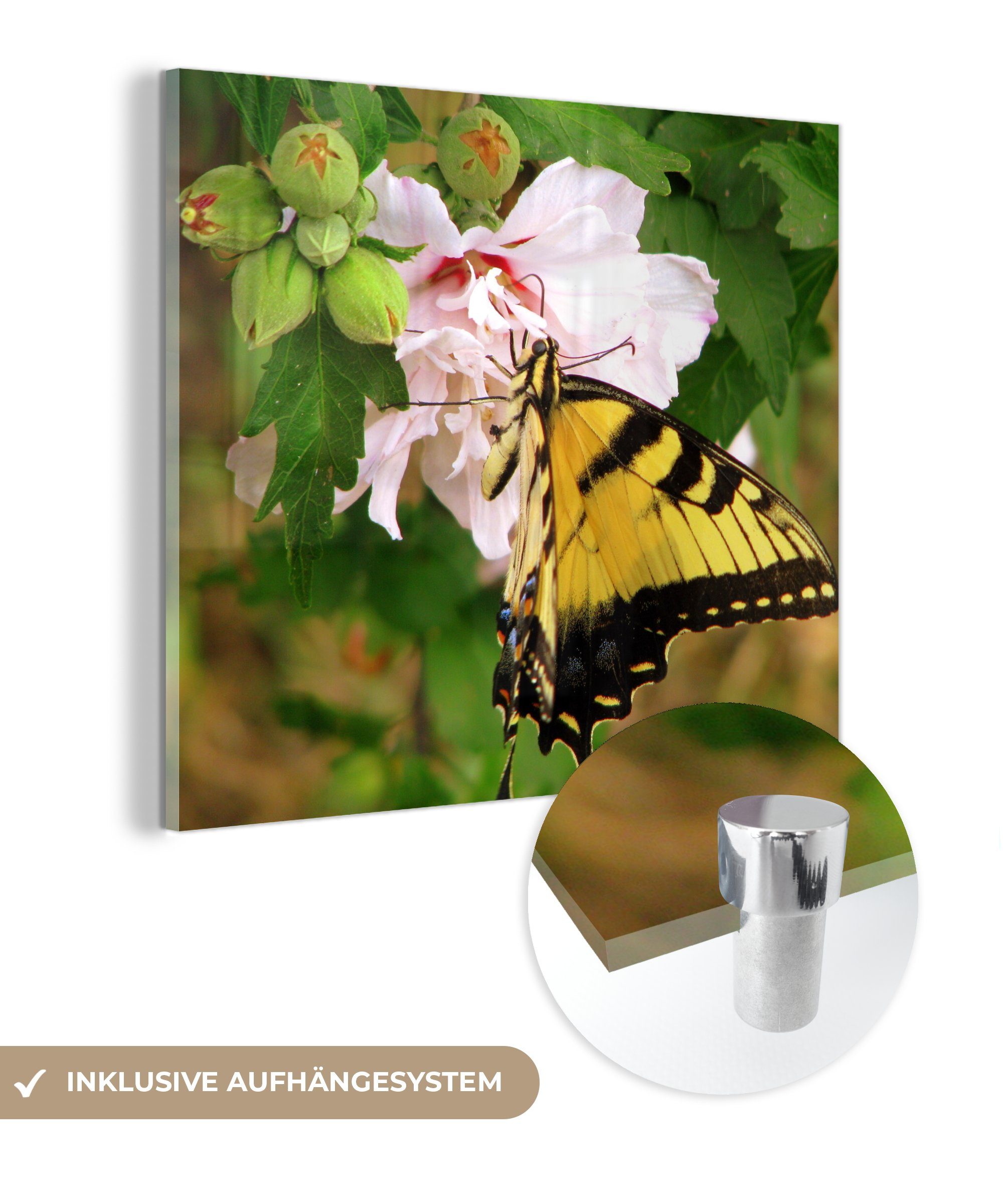 MuchoWow Acrylglasbild Papilio glaucus Schmetterling in der Nähe einer rosa Blüte, (1 St), Glasbilder - Bilder auf Glas Wandbild - Foto auf Glas - Wanddekoration
