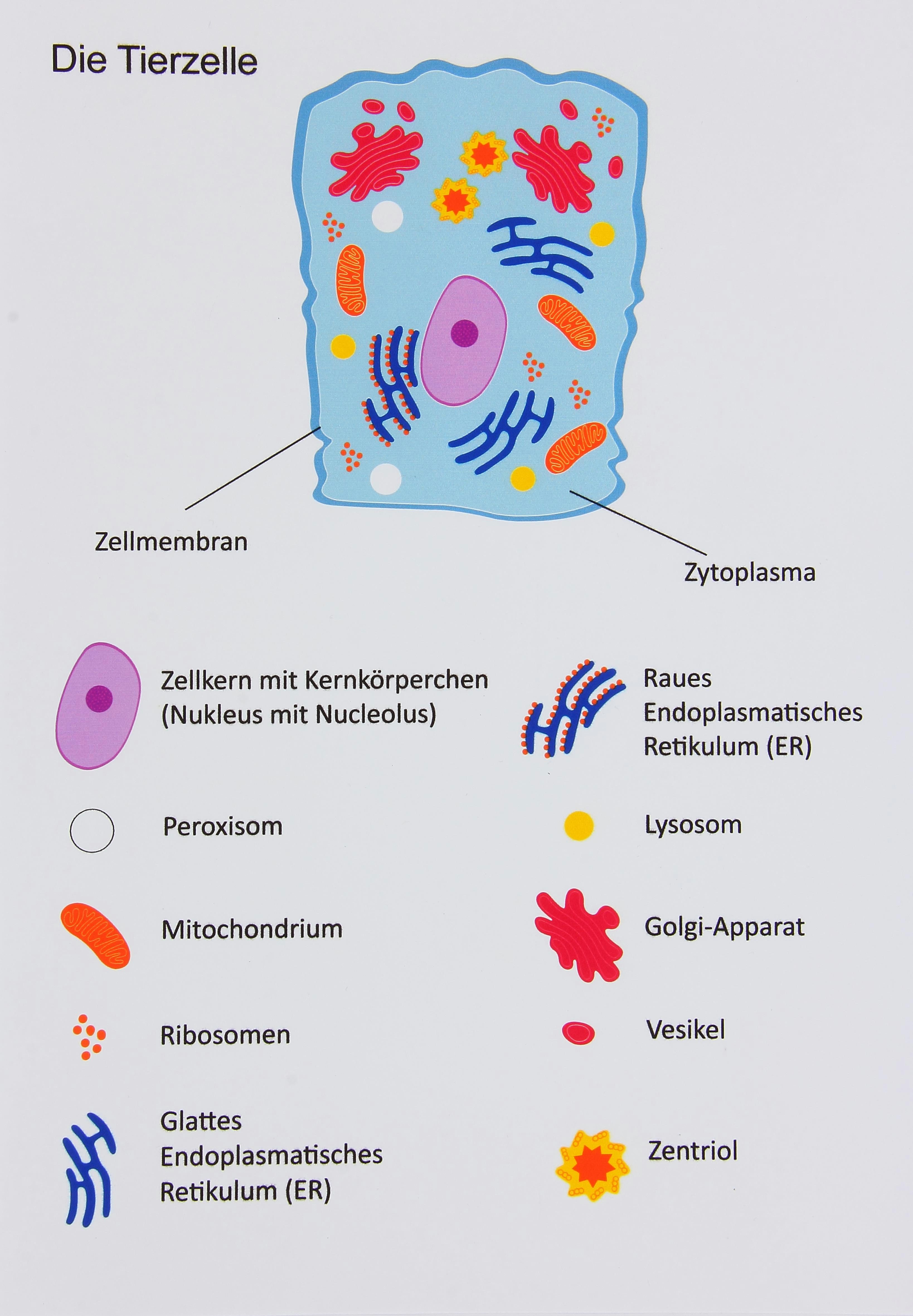 Betzold Magnet magnetische Tier- und Pflanzenzelle