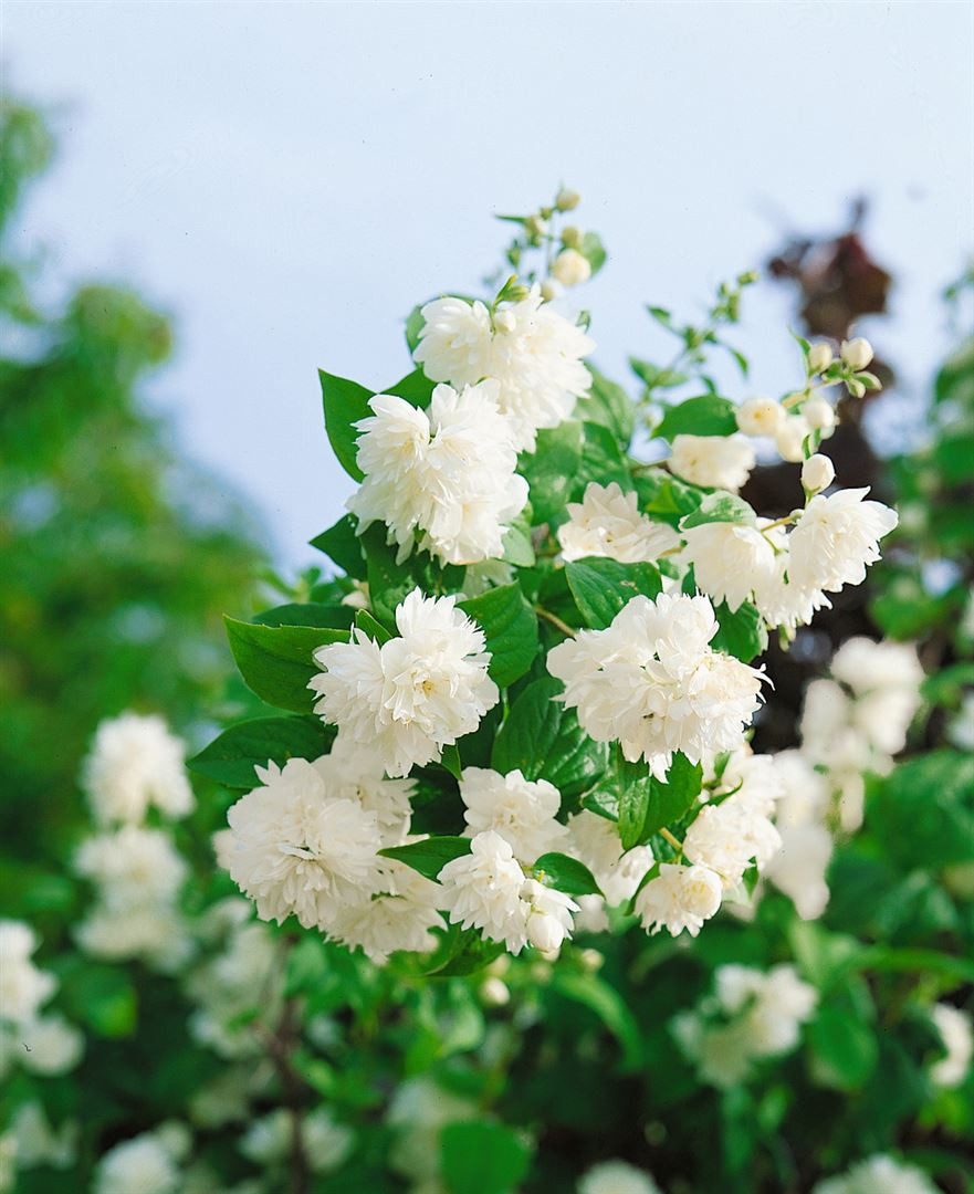Pflanzen für Dich Gehölze Philadelphus Schneesturm, 1 St., Duftjasmin, Pfeifenstrauch