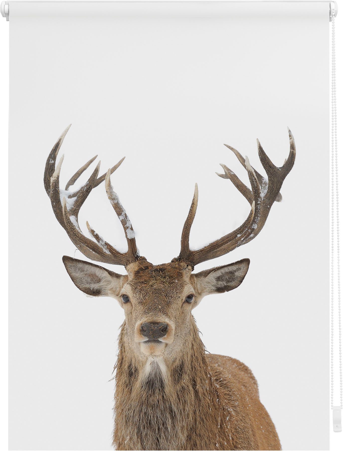 Seitenzugrollo Klemmfix Motiv Hirsch, LICHTBLICK ORIGINAL, Lichtschutz, ohn günstig online kaufen