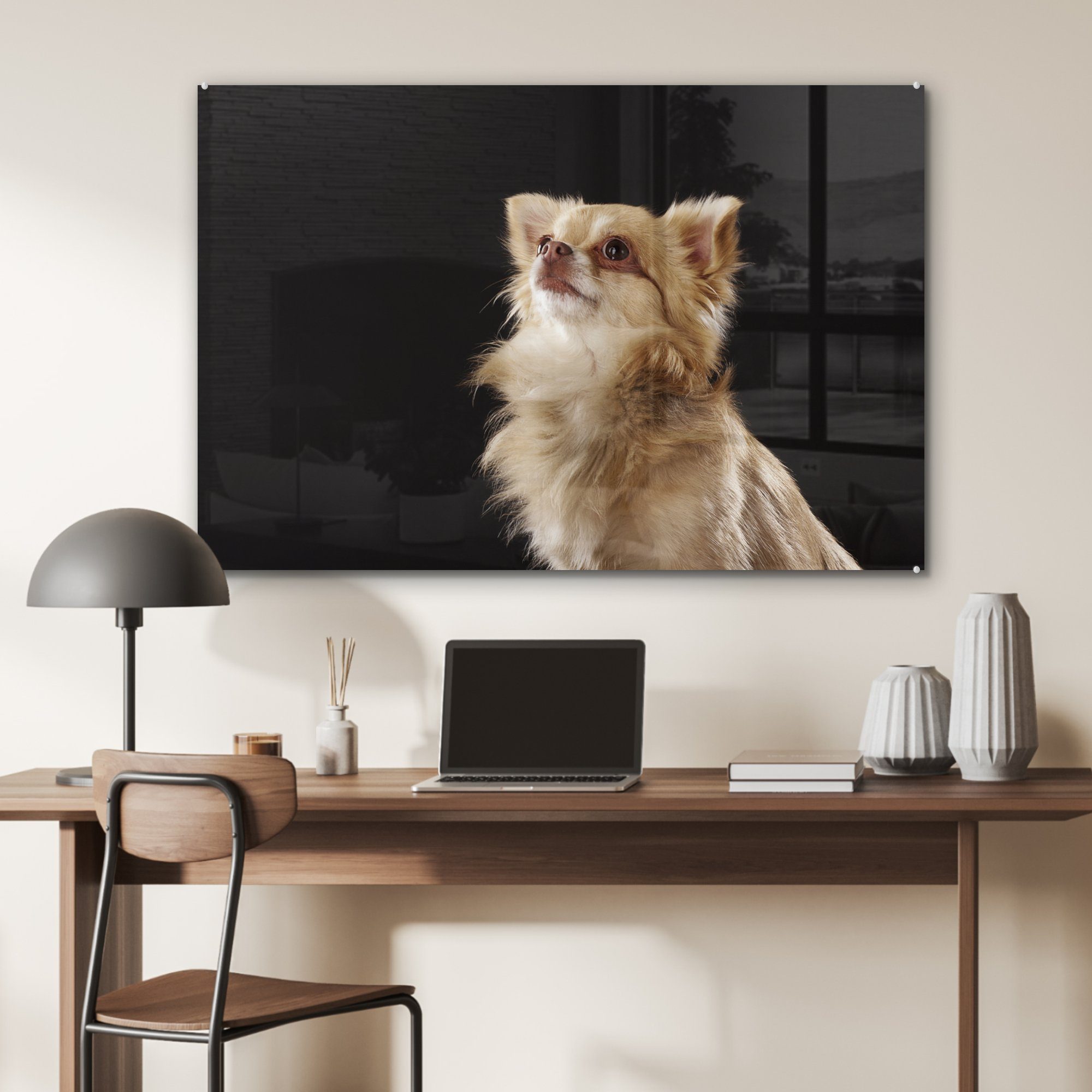Acrylglasbilder MuchoWow Hintergrund, auf Wohnzimmer & schwarzem St), Chihuahua (1 Acrylglasbild Schlafzimmer