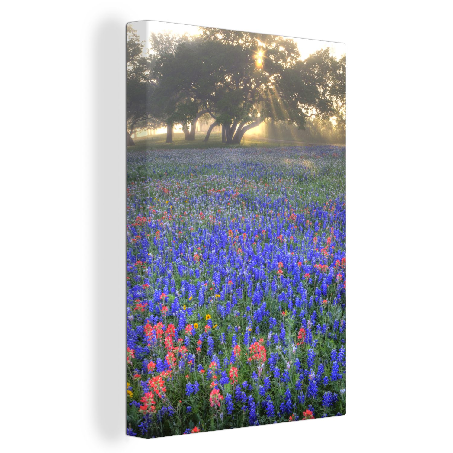 OneMillionCanvasses® Leinwandbild Sonnenlicht auf einem Feld mit Texas Bluebonnet Blumen, (1 St), Leinwandbild fertig bespannt inkl. Zackenaufhänger, Gemälde, 20x30 cm | Leinwandbilder