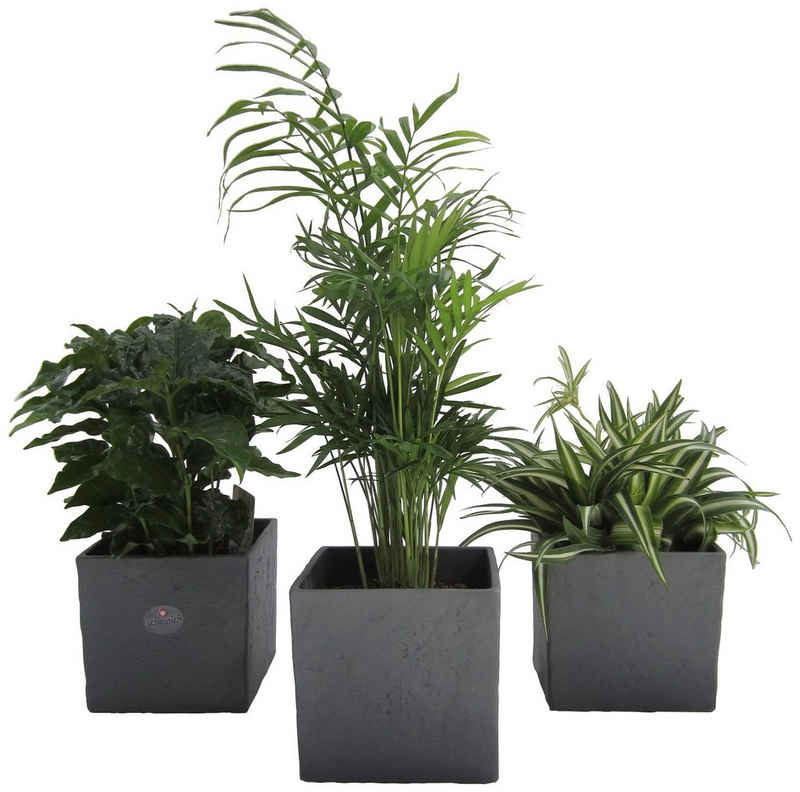 Dominik Zimmerpflanze »Palmen-Set«, Höhe: 15 cm, 3 Pflanzen in Dekotöpfen
