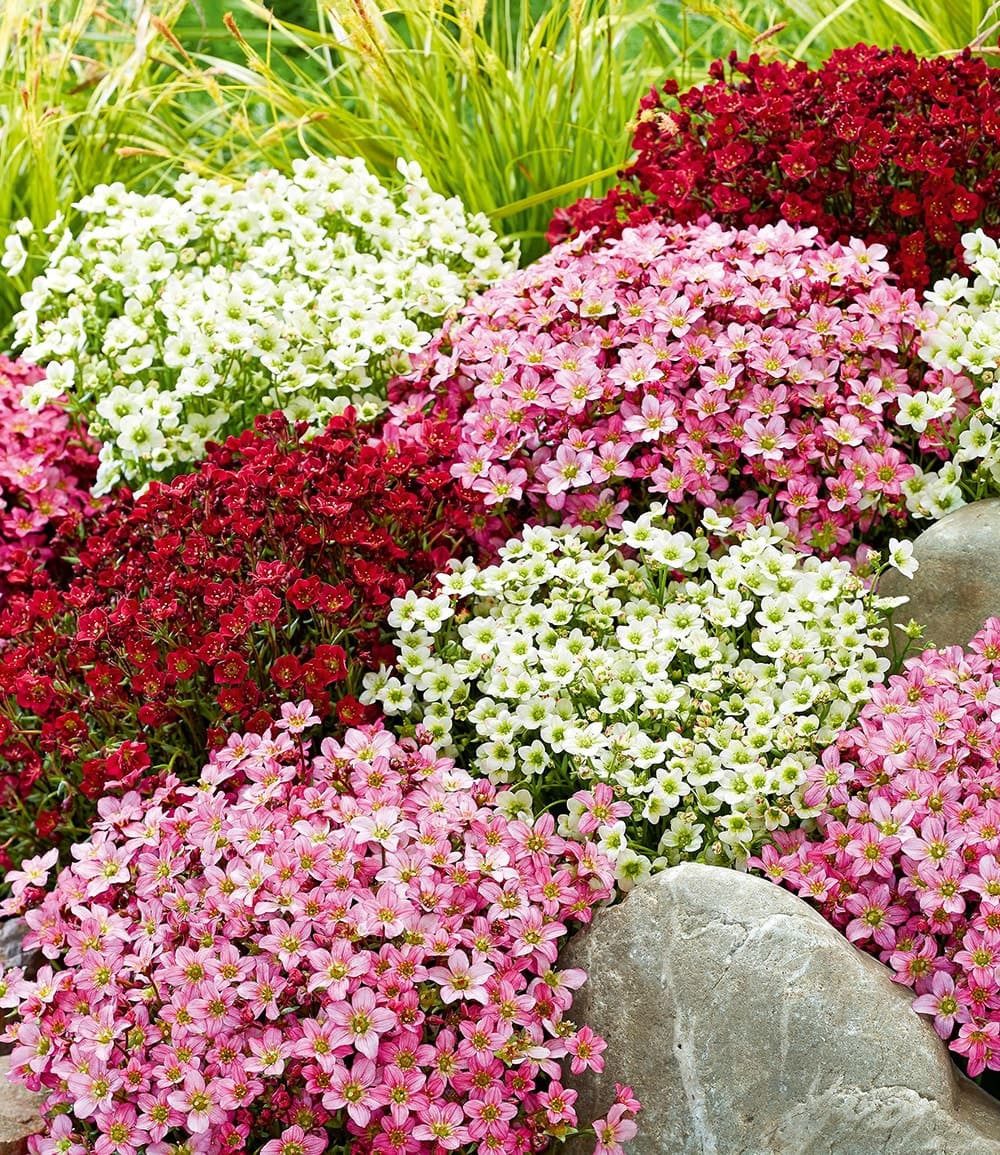 BALDUR Garten Bodendecker Saxifraga-Mix 'Blütenteppich', 3 St., Beeteinfassung, immergrün, winterhart, mehrjährig