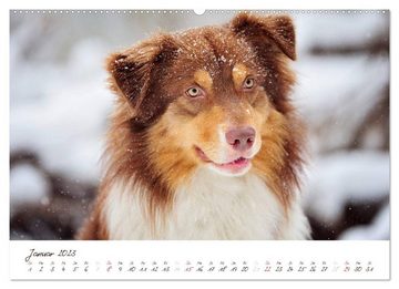 CALVENDO Wandkalender Wunderbare Australian Shepherds (Premium, hochwertiger DIN A2 Wandkalender 2023, Kunstdruck in Hochglanz)