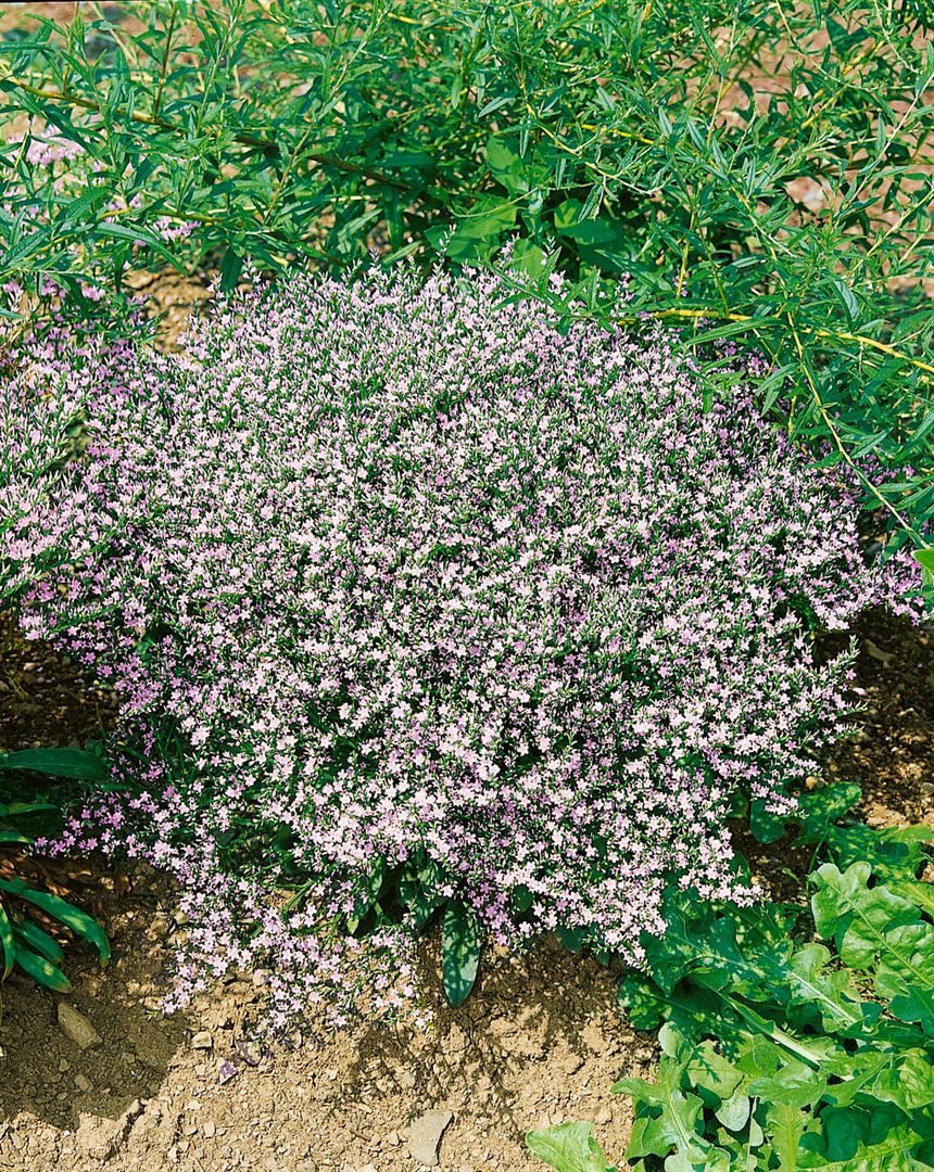 Pflanzen für Dich Staude Goniolimon tataricum, 1 St., Tatarische Strandflieder, Tatarischer Meerlavendel