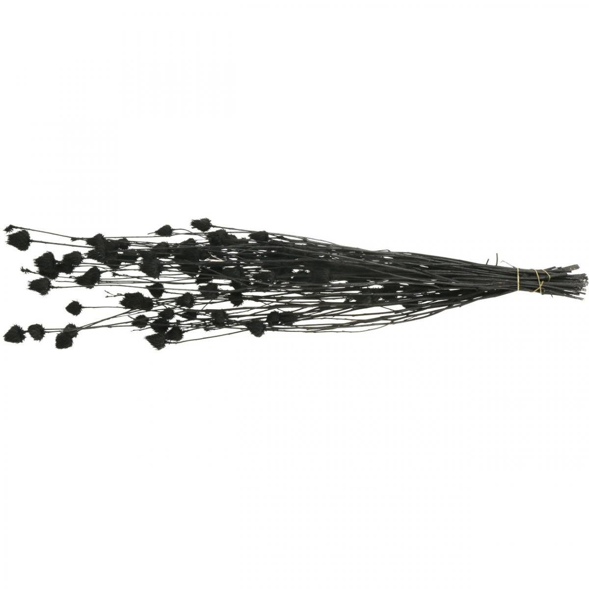 Trockenblume Schwarze Trockenblumen Trockendistel Deko Erdbeerdistel 100g, Viana, Höhe 65 cm