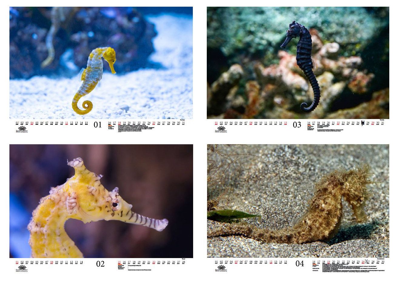 Seelenzauber Wandkalender Seepferdchenzauber DIN A3 Kalender für 2026 Unterwasser - Seelenzauber