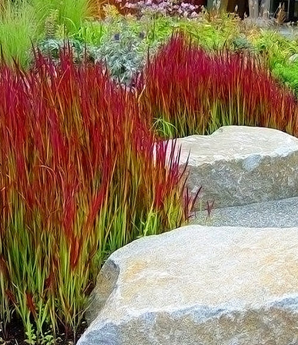 BALDUR Garten Gräser Ziergras 'Red Baron', 6 St., Japanisches Blutgras,winterhart, mehrjährig, pflegeleicht