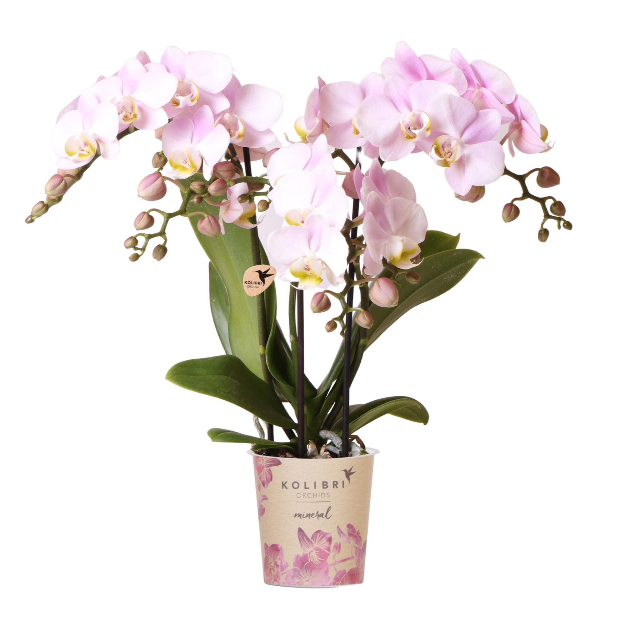 Exotenherz Zimmerpflanze Kolibri Orchids Rosa Phalaenopsis Orchidee - Portu günstig online kaufen