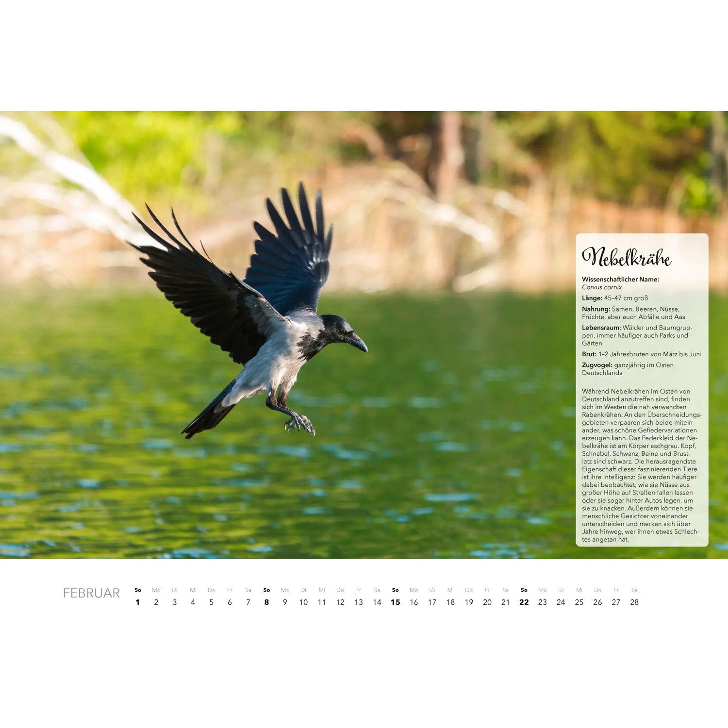 HEEL Verlag Wandkalender Unsere Gartenvögel Kalender 2026