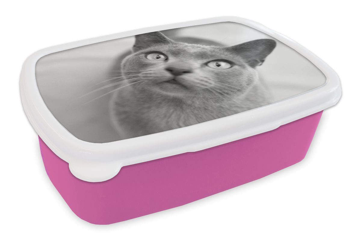 MuchoWow Lunchbox Burmakatze mit schönen Augen - schwarz-weiß, Kunststoff, (2-tlg), Brotbox für Erwachsene, Brotdose Kinder, Snackbox, Mädchen, Kunststoff rosa
