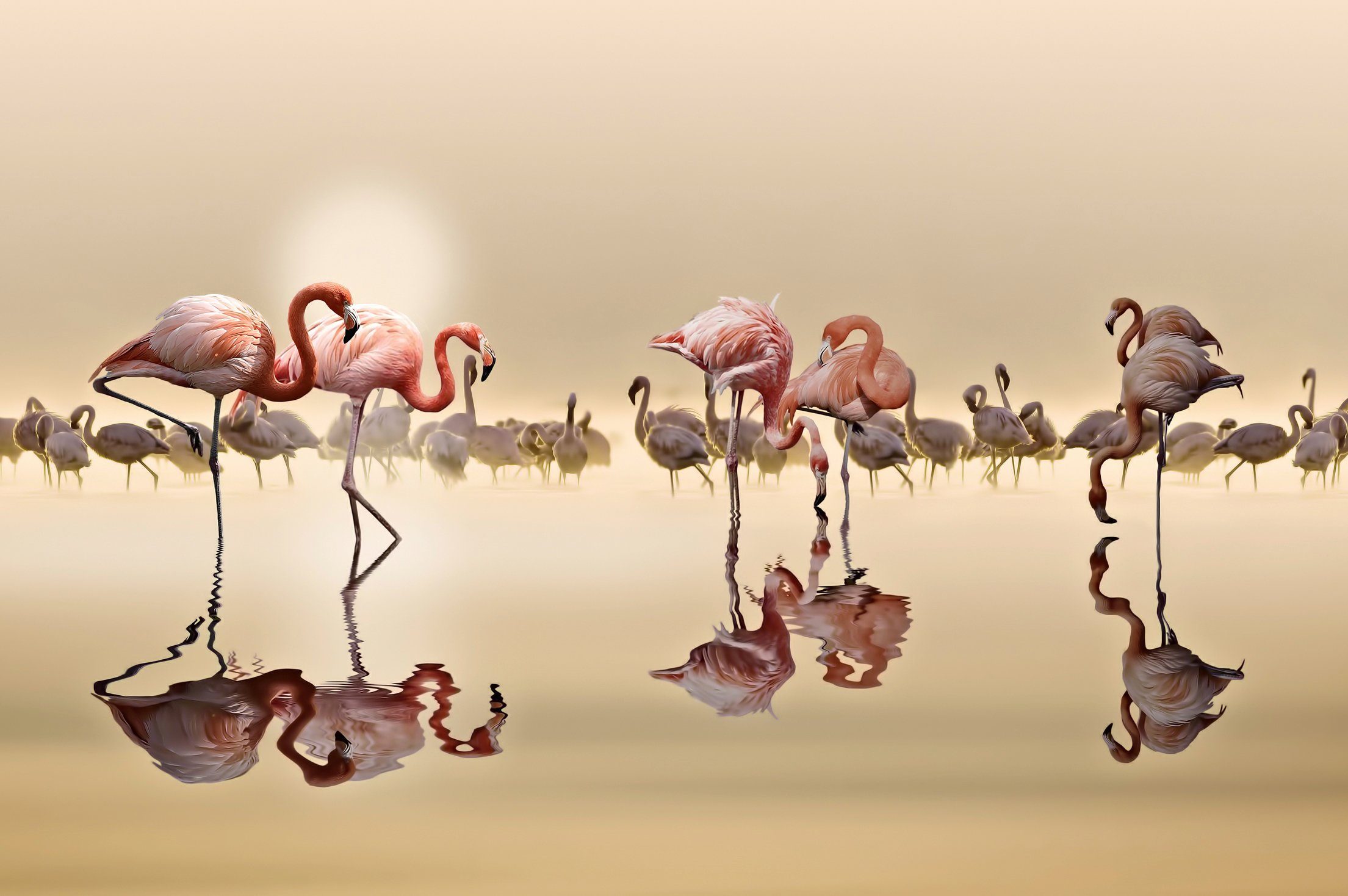 Fototapete Papermoon Photo-Art OSMAN, FLAMINGOS NASSER