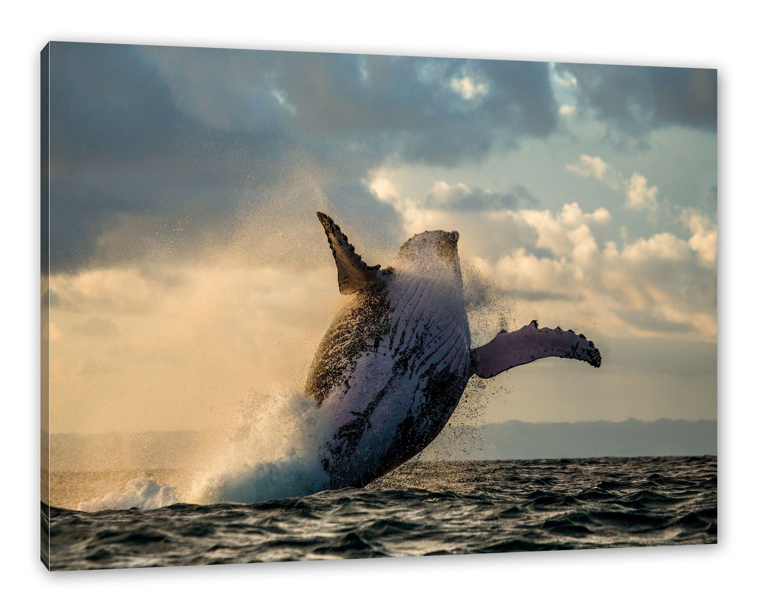 Pixxprint Leinwandbild Buckelwale Kanada, inkl. St), Leinwandbild Kanada bespannt, Buckelwale Zackenaufhänger fertig (1