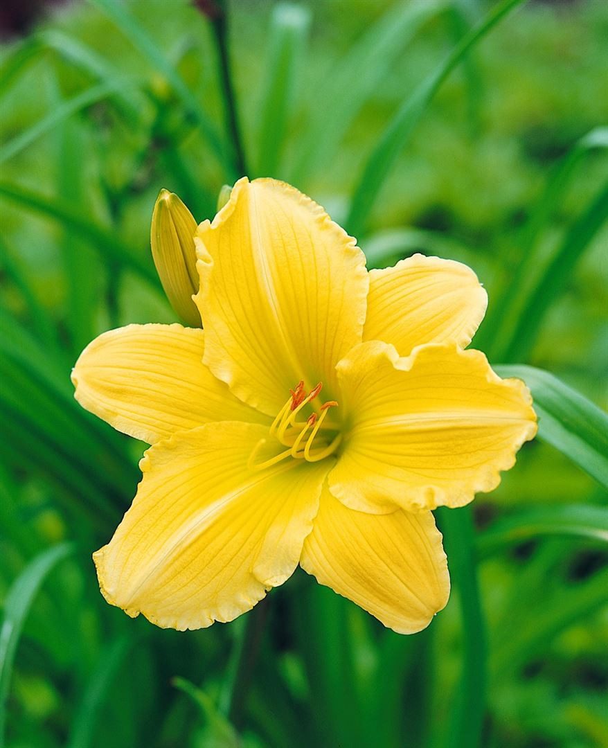 Pflanzen für Dich Staude Hemerocallis 'Eenie Weenie', 1 St., Taglilie