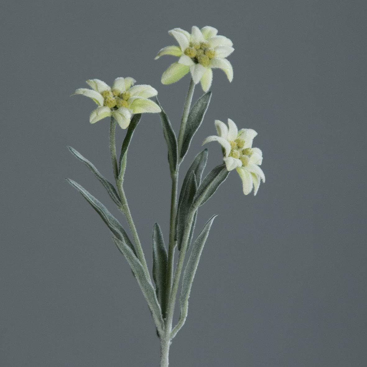 Winterliche Kunstpflanze Künstliches Alpen Edelweiß mit 3 Blüten ca. 30cm C günstig online kaufen