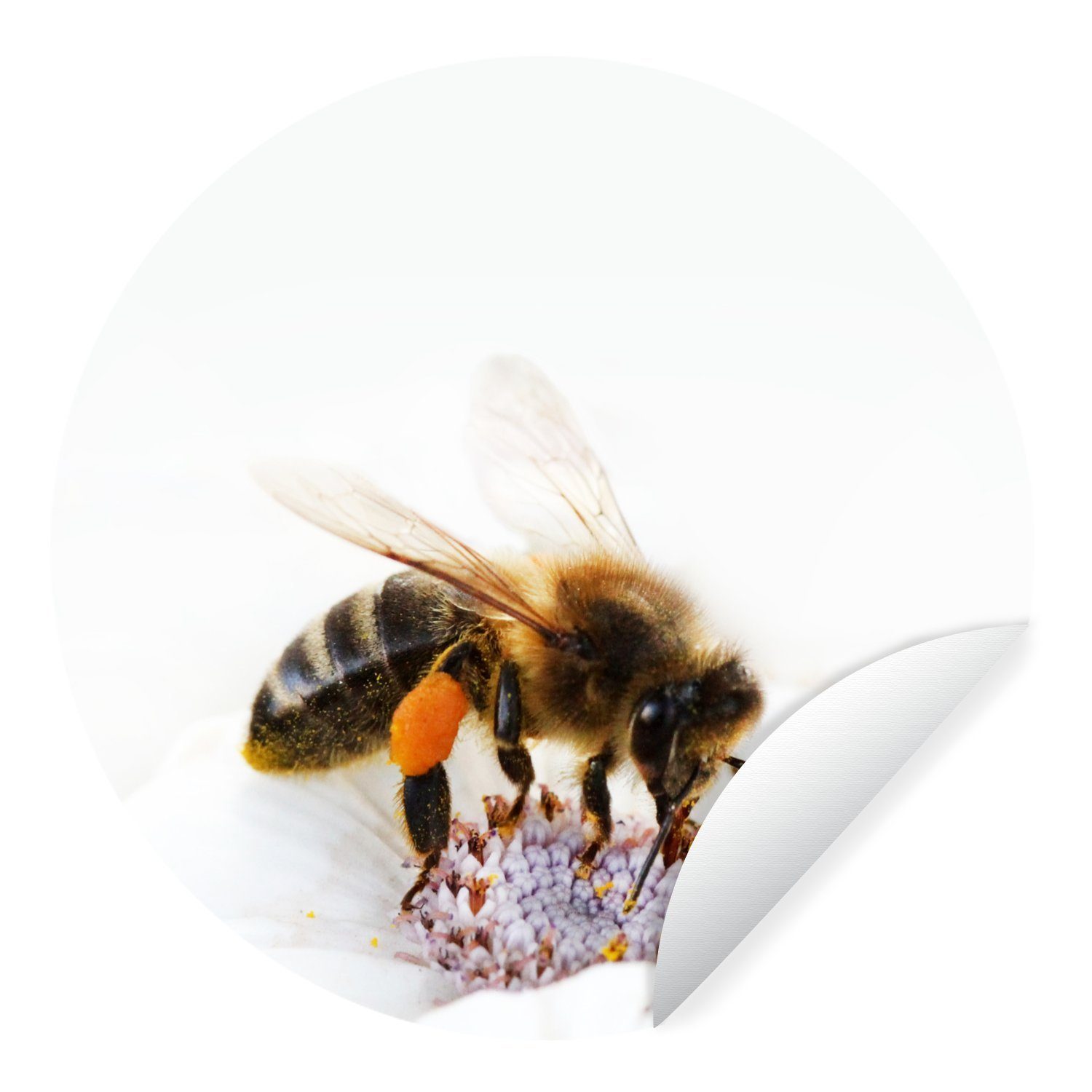 MuchoWow Wandsticker Nahaufnahme einer Honigbiene auf einer weißen Blüte (1 St), Tapetenkreis für Kinderzimmer, Tapetenaufkleber, Rund, Wohnzimmer