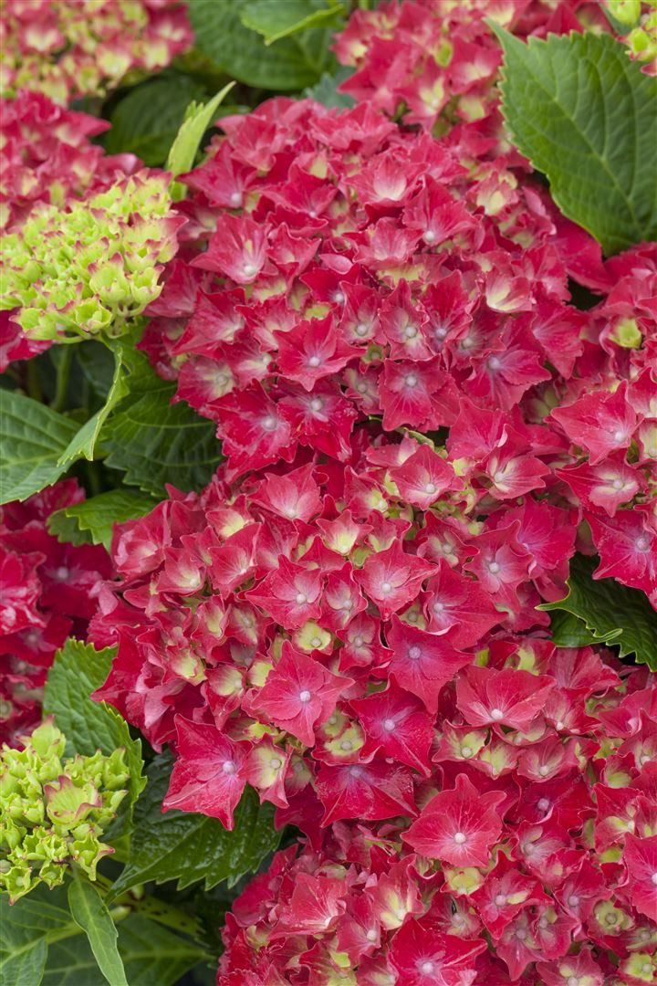 Pflanzen für Dich Gehölze Hydrangea macrophylla Royal Red, 1 St., Bauernhortensie, Gartenhortensie