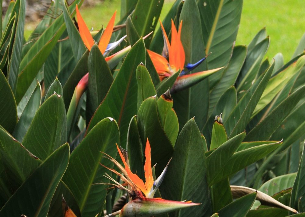 SAFLAX Blumensamen SAFLAX - Samen - Paradiesvogelblume (reginae) – Bild 5 von 5