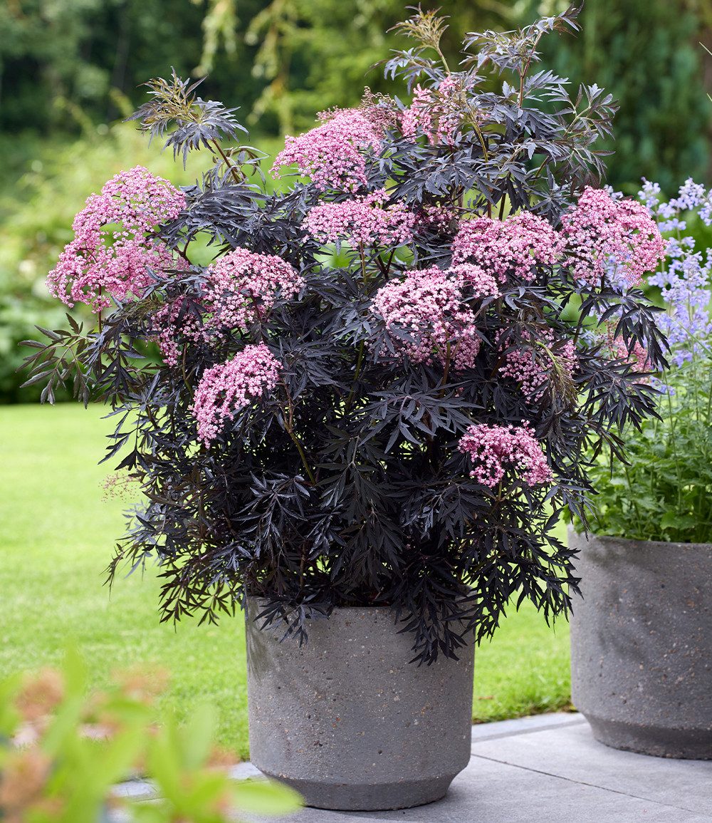 BALDUR Garten Obstpflanze Terrassen-Holunder 'Cherry Lace®', 1 St., Holunderbeeren, winterhart, mehrjährig, pflegeleicht